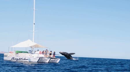 Whale Watch in Big Mike Seadventures 